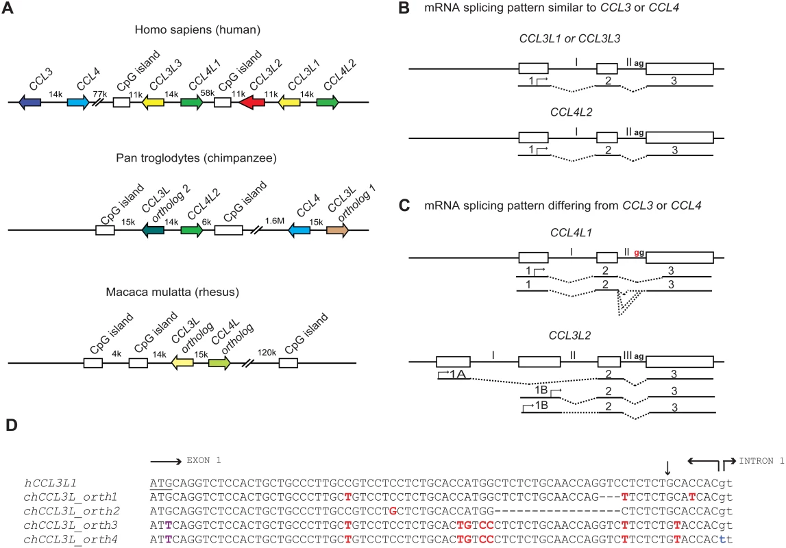 Comparative genomics of primate CCL3L and CCL4L loci.
