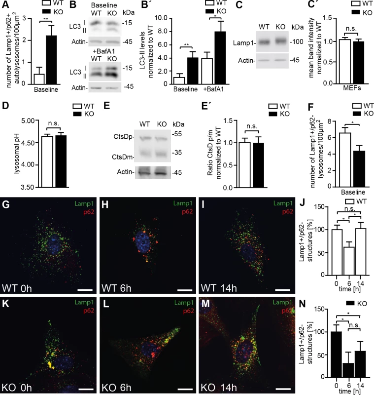 Disruption of Spatacsin decreases the regeneration of lysosomes in KO MEFs.