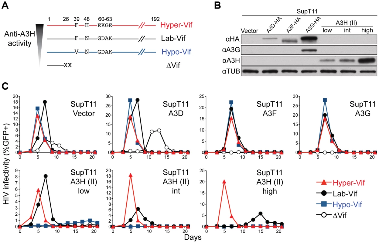 Generation and validation of HIV-1 Vif separation-of-function molecular/viral probes.
