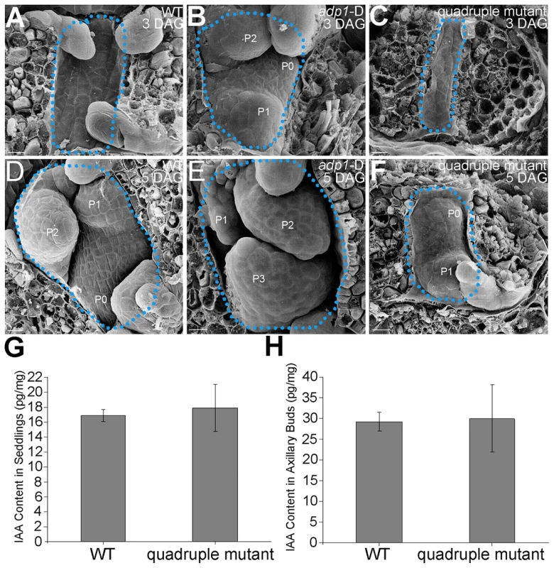 Morphology of Shoot apical meristems and detection of auxin level in <i>adp1</i>-D and quadruple mutants.