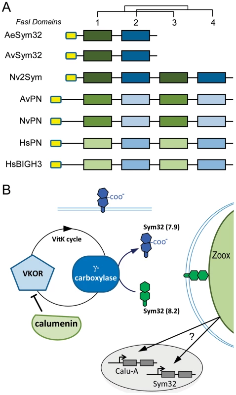 Sym32 gene duplication and putative γ-carboxylation regulation model.