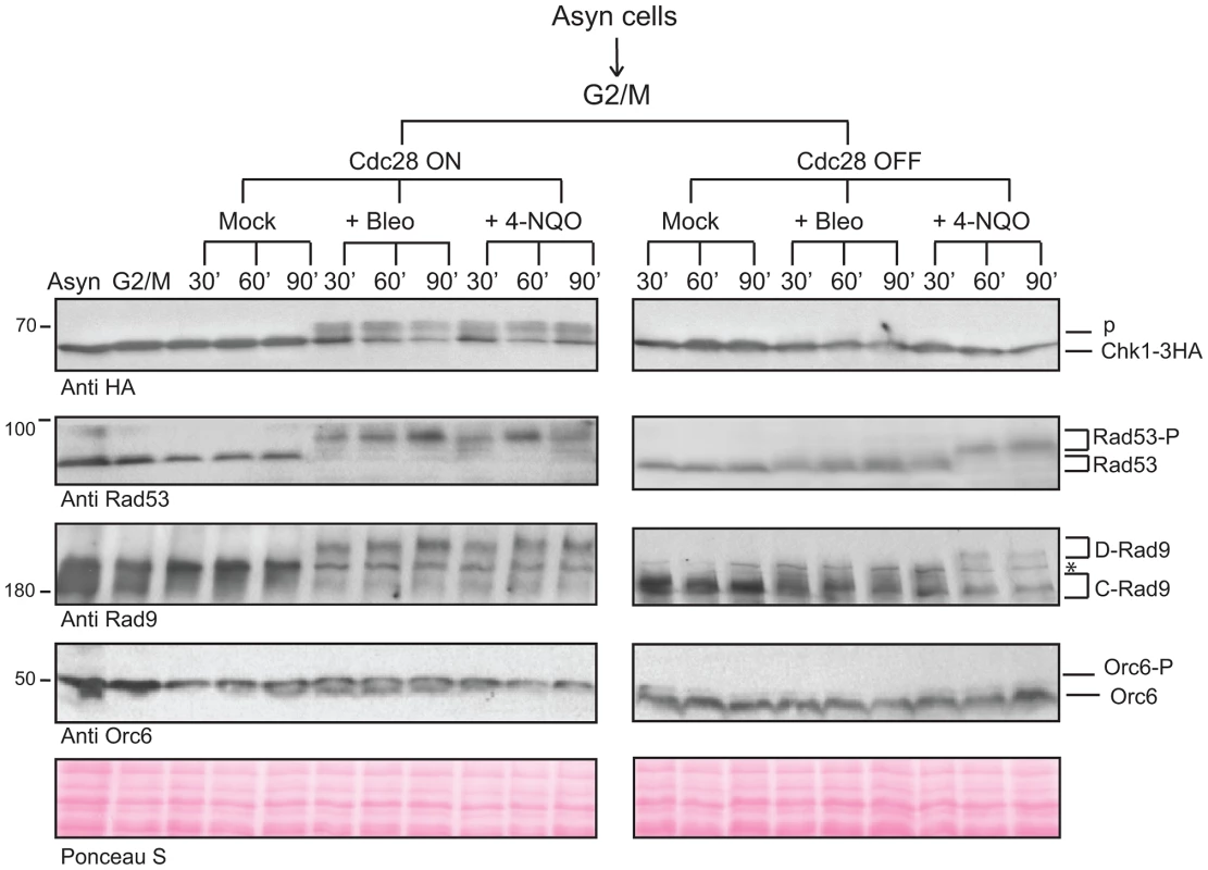 CDK is required for the activation of Chk1-dependent signaling.