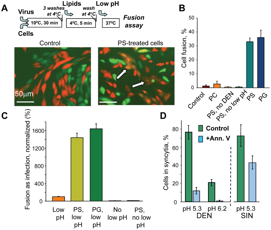 Anionic lipids promote DEN-mediated cell-to-cell fusion.