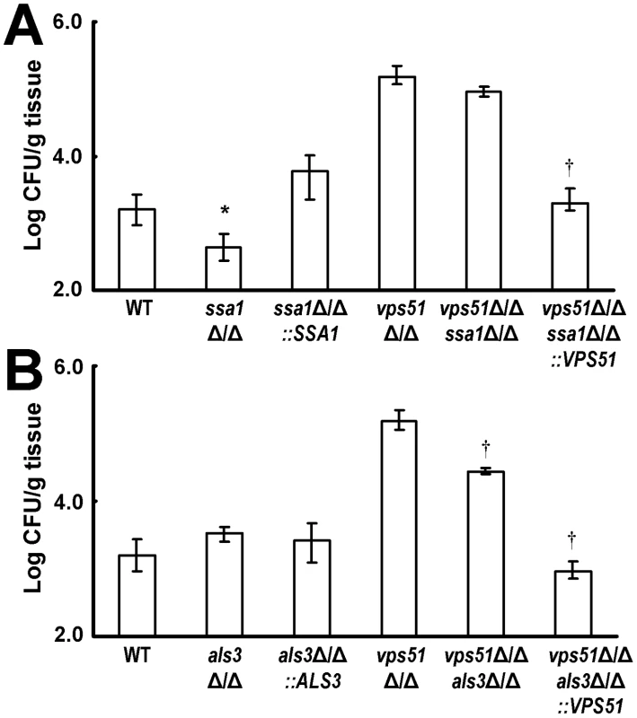 Deletion of <i>SSA1</i> and <i>ALS3</i> have different effects on brain fungal burden.