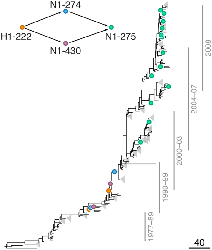 Example of putative inter-gene epistasis between sites H1-222 and N1-274.