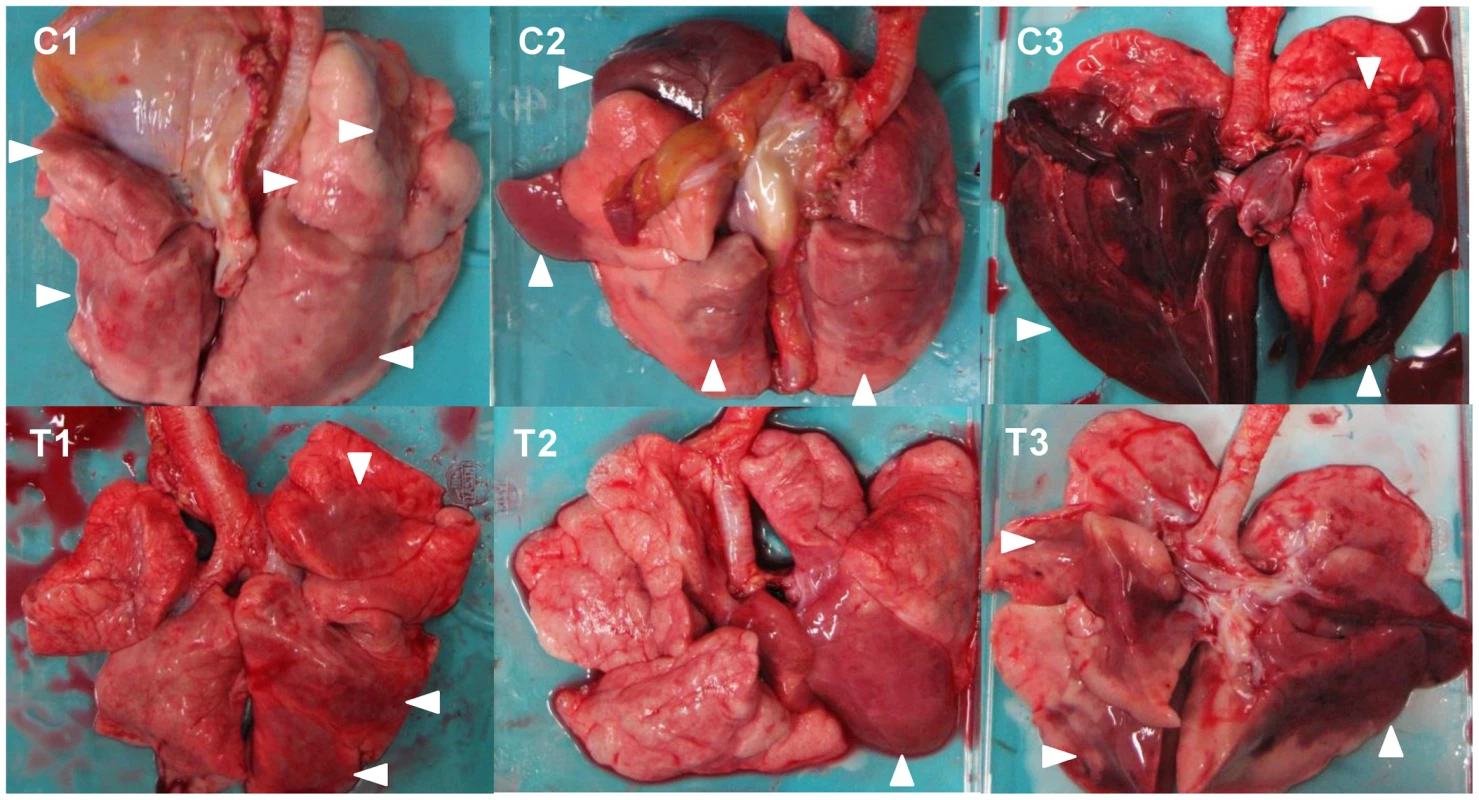 Gross pathological changes of the lungs of immunocompetent macaques infected with VN3040.