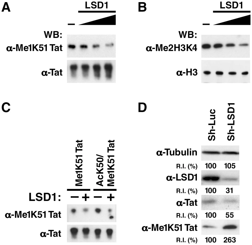 LSD1/KDM1 demethylates mono-methylated K51 in Tat.
