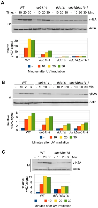 UV-induced Mec1 activation requires the 9-1-1 complex and the Dpb11 C-terminus.
