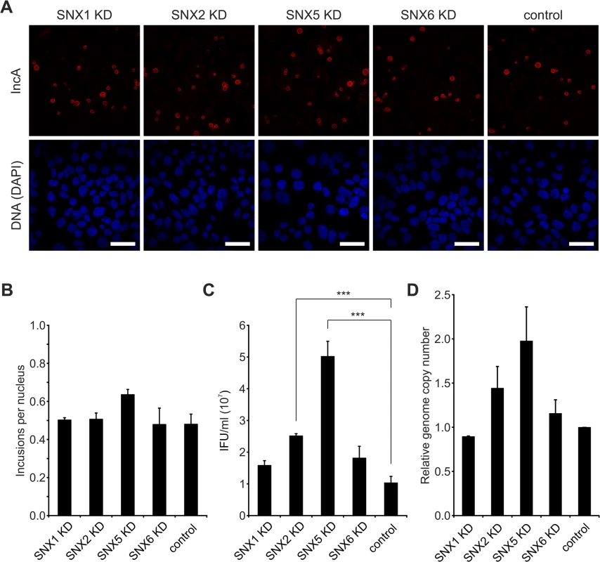 Silencing of SNX5 promotes <i>C</i>. <i>trachomatis</i> infectious progeny formation.