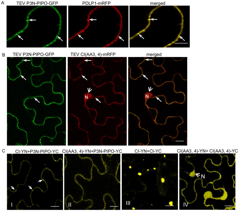 Subcellular localization of TEV P3N-PIPO and its interaction with TEV CI and the intercellular movement-defective mutant CI(AA3,4).