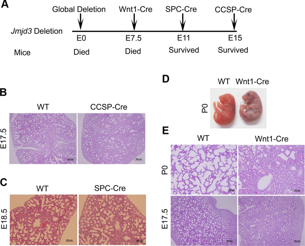 Effect of tissue-specific Jmjd3 deletion on mouse survival and lung development.