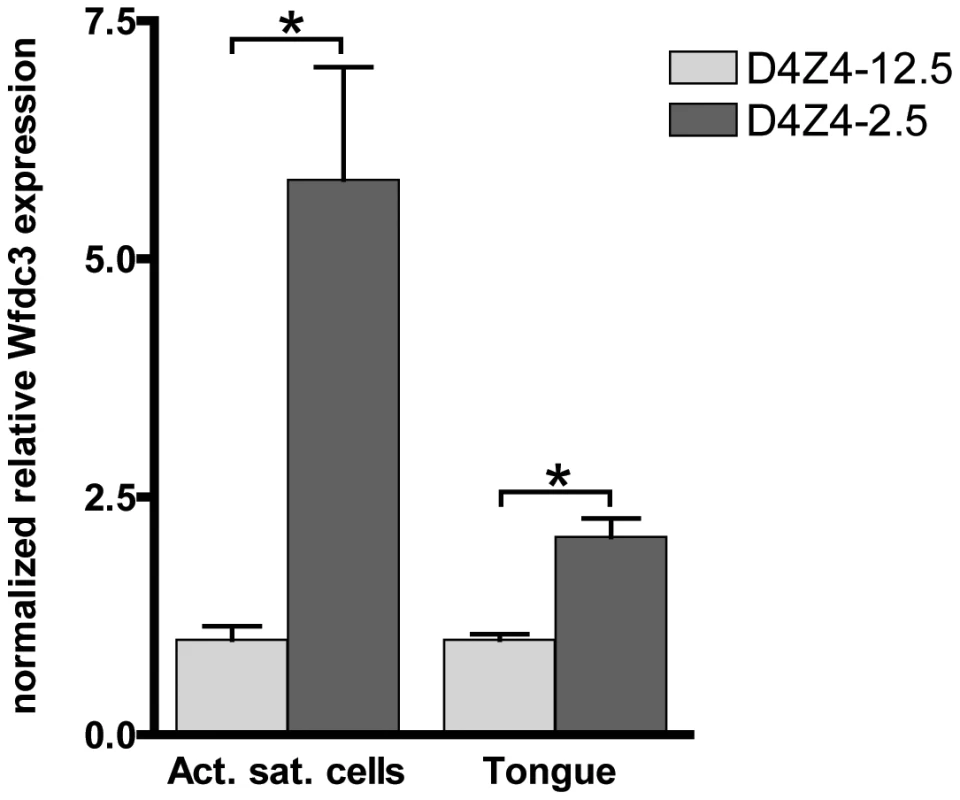 Expression of the DUX4 induced <i>Wfdc3</i> gene in myoblasts and tongue muscle of D4Z4-2.5 mice.