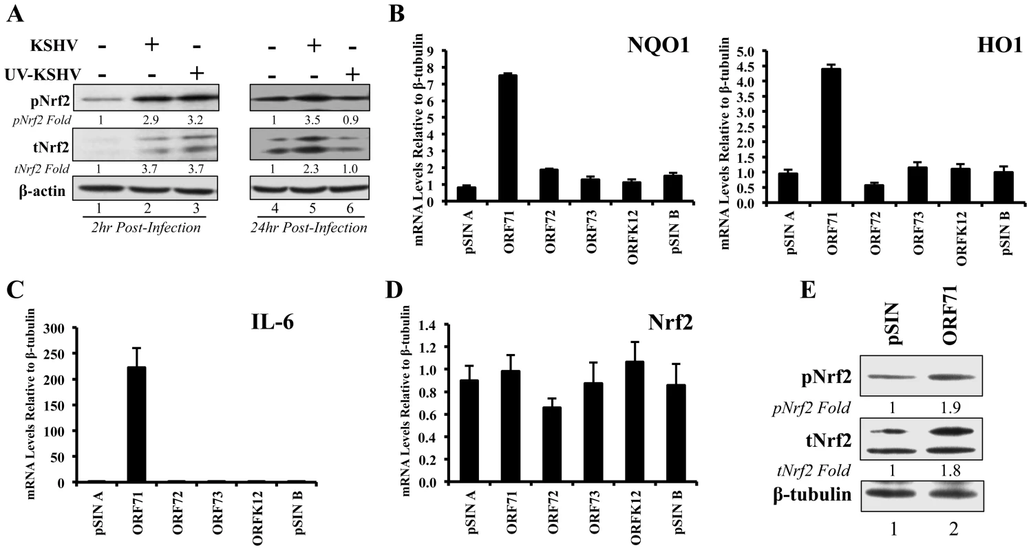 Nrf2 induction during UV-KSHV infection and during latent KSHV gene vFLIP overexpression.