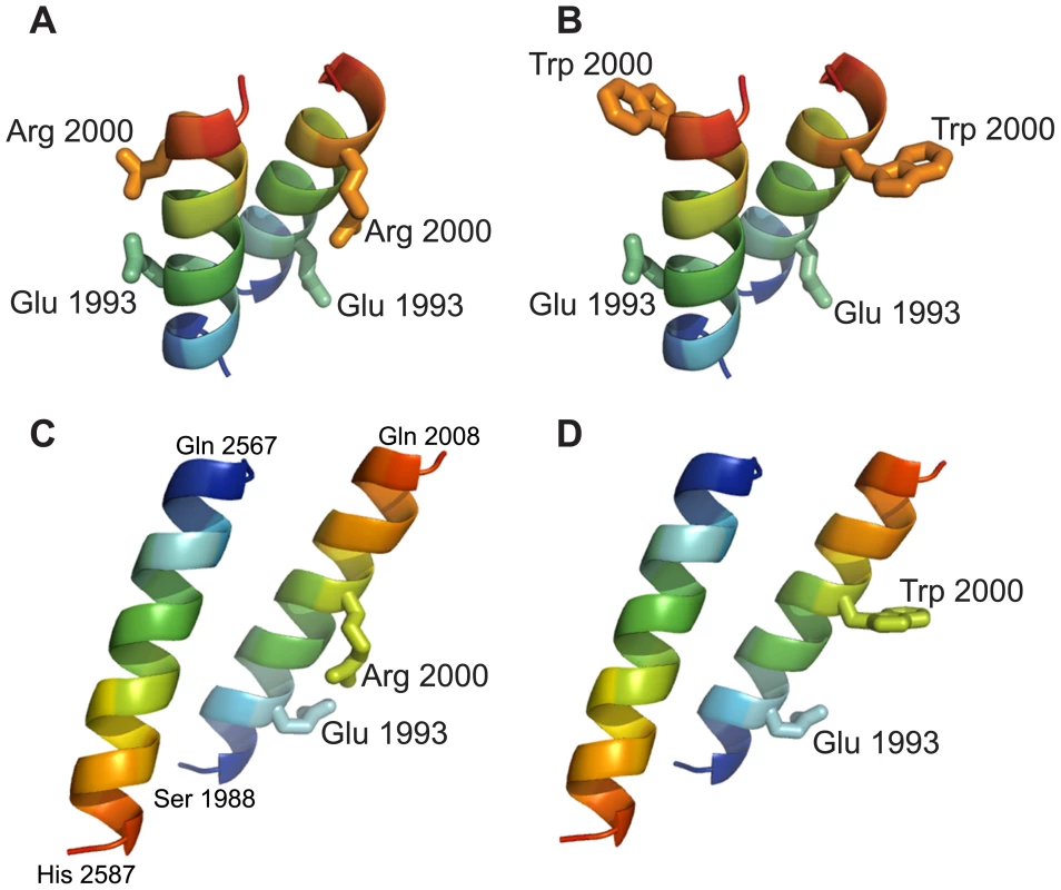 Molecular modeling of RD fragments harboring the p.Arg2000Trp mutation.