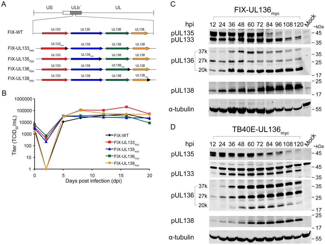 Construction and characterization of recombinant viruses expressing myc tagged ORFs.