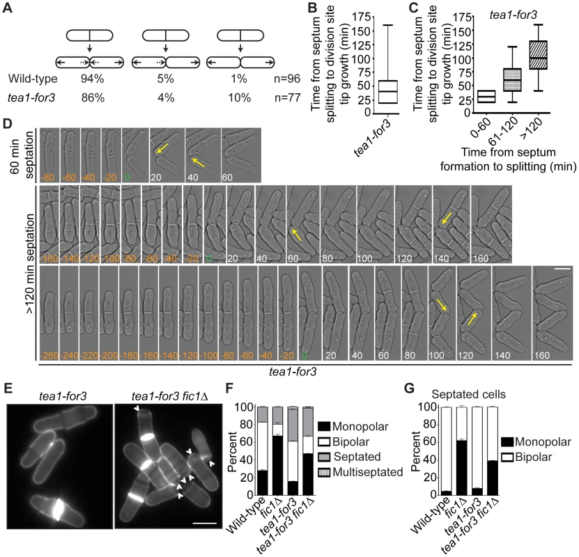 Constitutive NETO signaling does not fully rescue cytokinesis-based growth polarity defects.