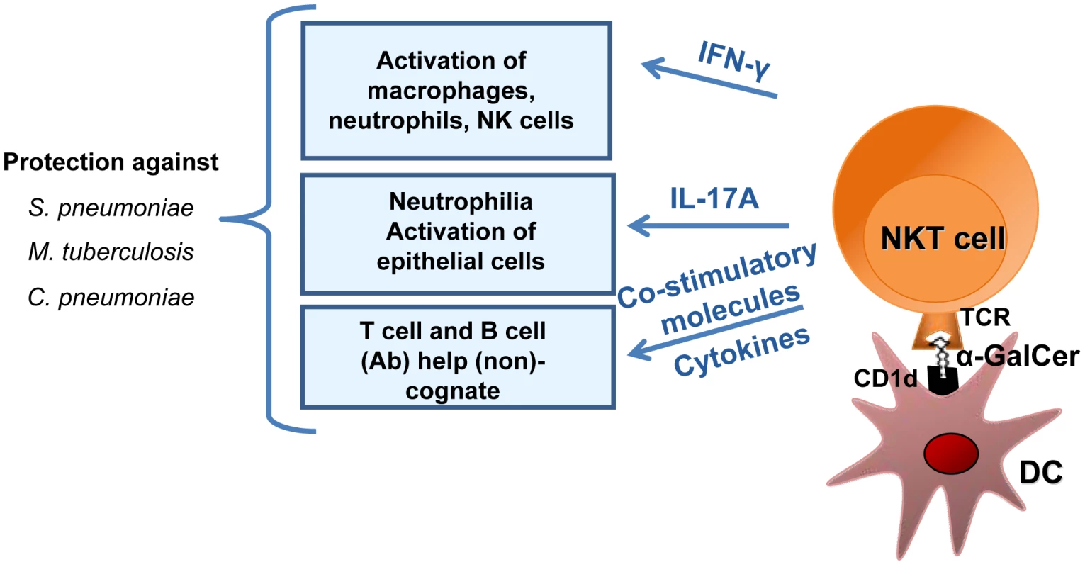 Mechanisms of NKT cell–based antibacterial immunity in response to exogenous α-galactosylceramide activation.