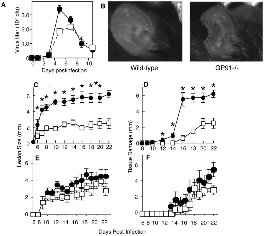 Loss of NADPH-oxidase activity leads to increased tissue damage at the site of VACV infection.