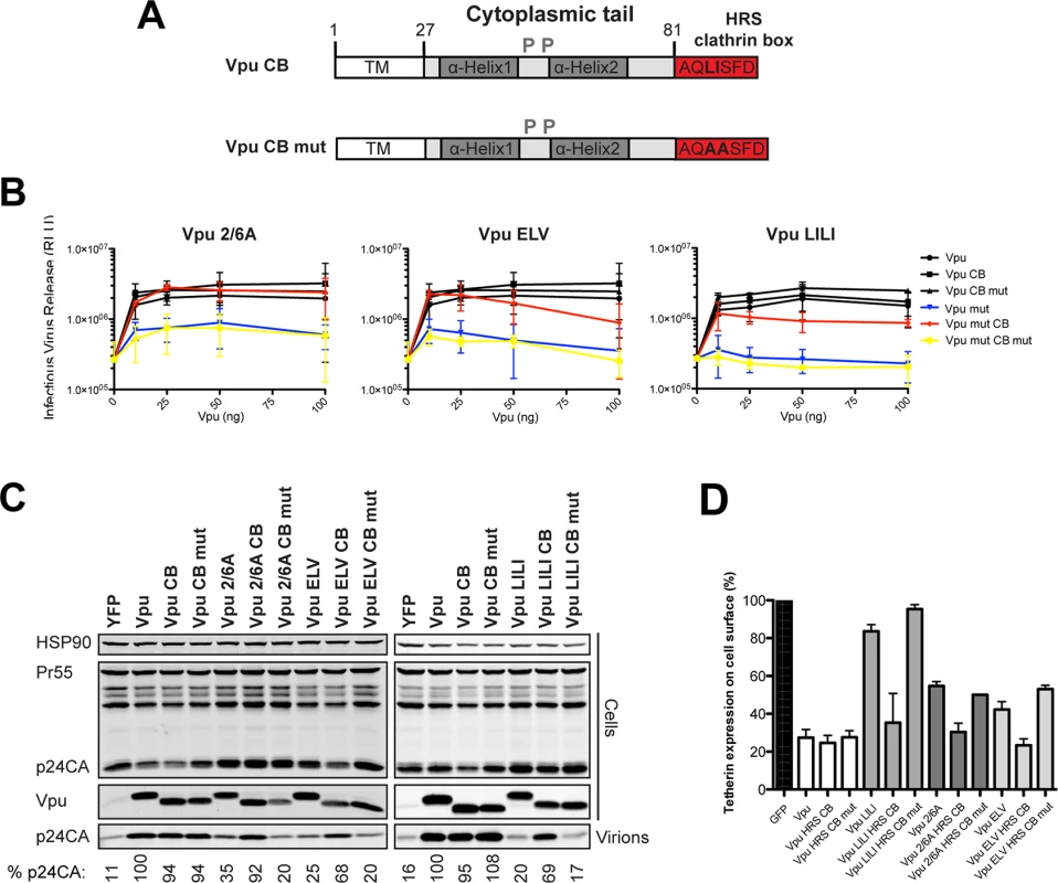 Functional rescue of Vpu phospho- and trafficking mutants by direct interaction with clathrin.