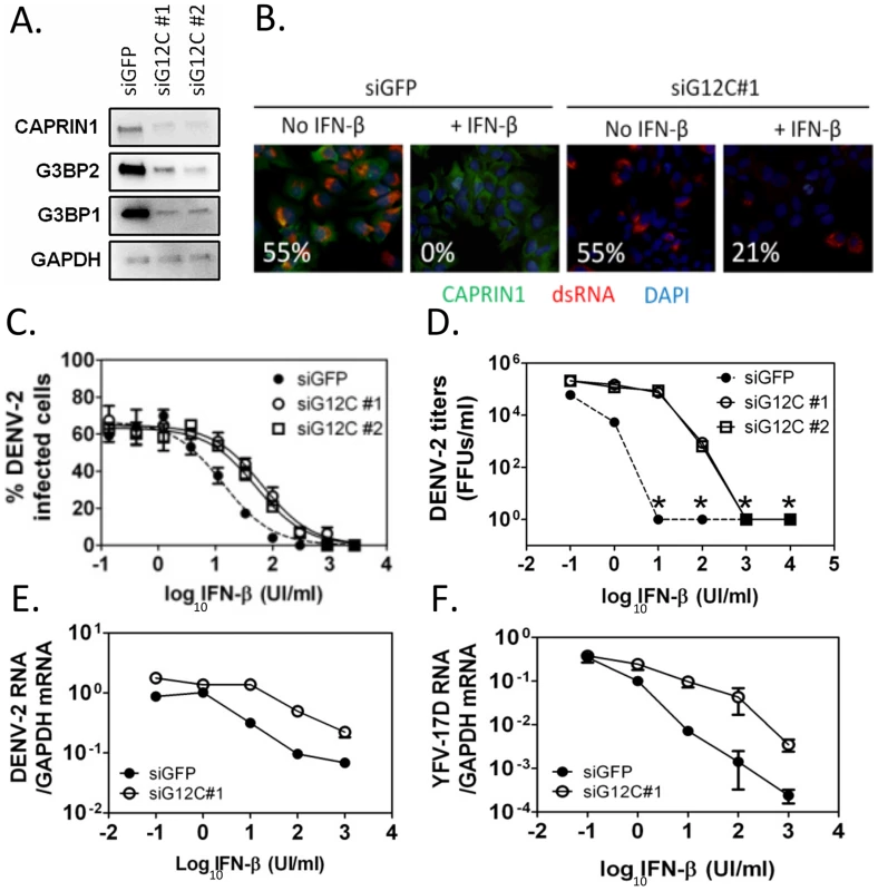 G3BP1, G3BP2 and CAPRIN1 are required for IFN-β mediated antiviral activity against DENV-2.