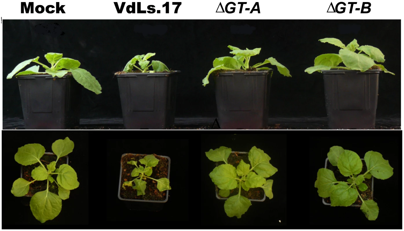 Targeted knock-out of the putative glucan glucosyltransferase in <i>Verticillium dahliae</i>, strain VdLs.17, results in reduced fungal virulence on <i>Nicotiana benthamiana</i>.