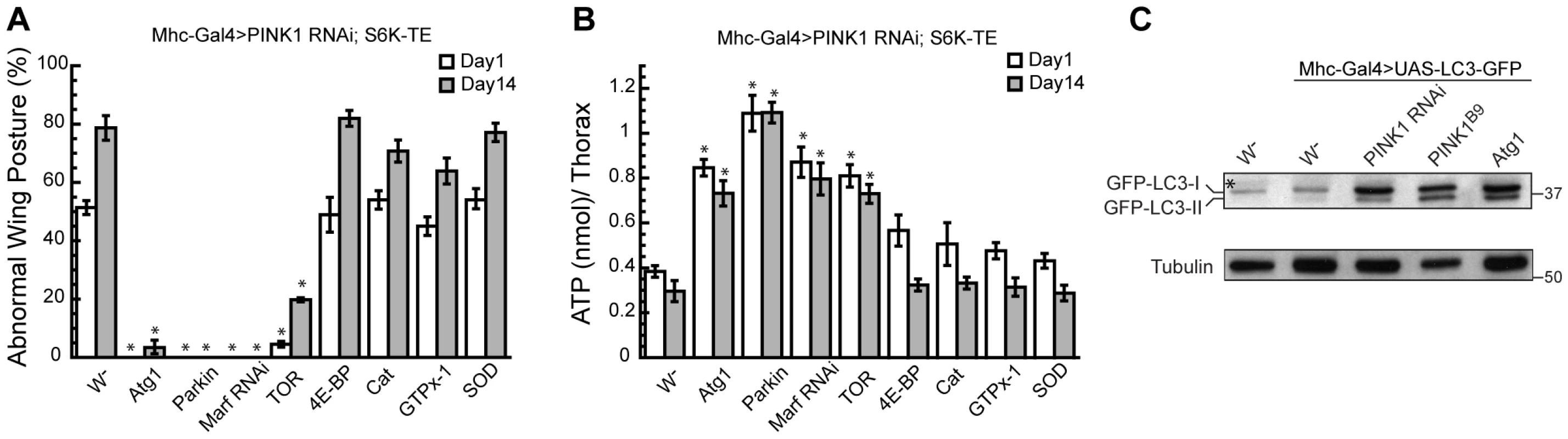 Atg1 OE rescues <i>PINK1</i> RNAi phenotype by inducing autophagy.