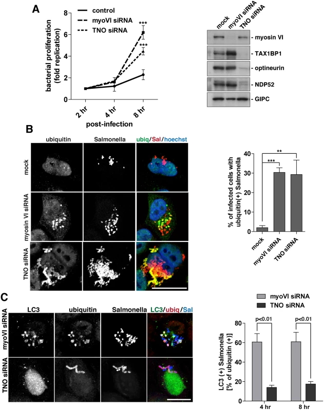 Suppression of myosin VI expression leads to a hyper-proliferation of Salmonella and an accumulation of ubiquitylated Salmonella within LC3-positive autophagosomes.