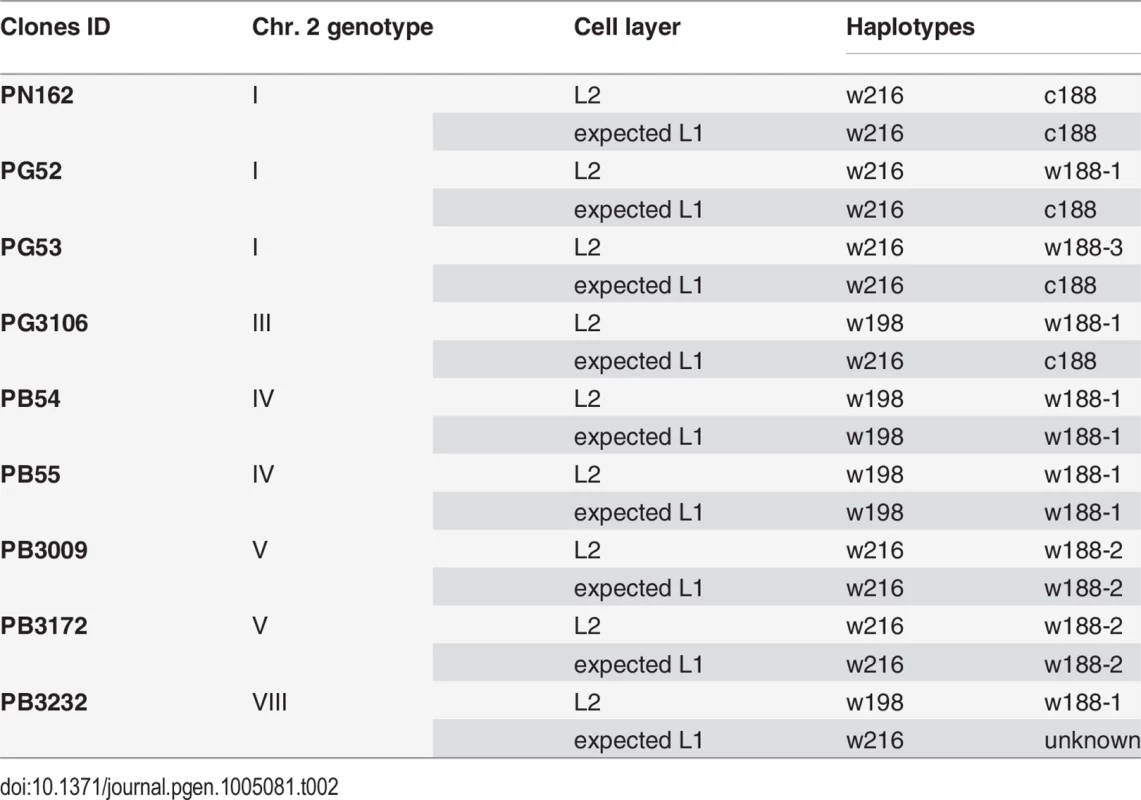 Association of haplotypes in the L1 and L2 cell layers to reconstitute the genotypes of nine of the clones in study.
