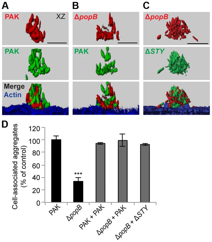 Co-infection with T3SS+ bacteria restores cell-associated aggregation in PAKΔ<i>popB</i>.