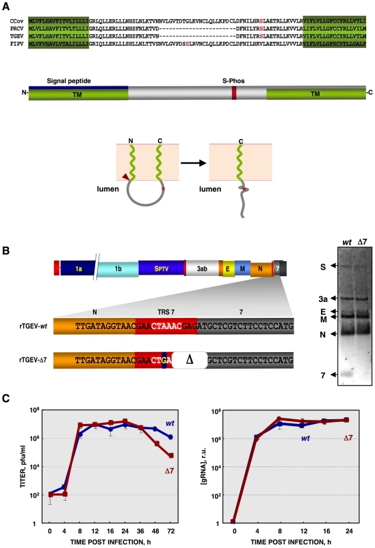 Generation of a recombinant TGEV virus lacking protein 7 expression (rTGEV-Δ7).