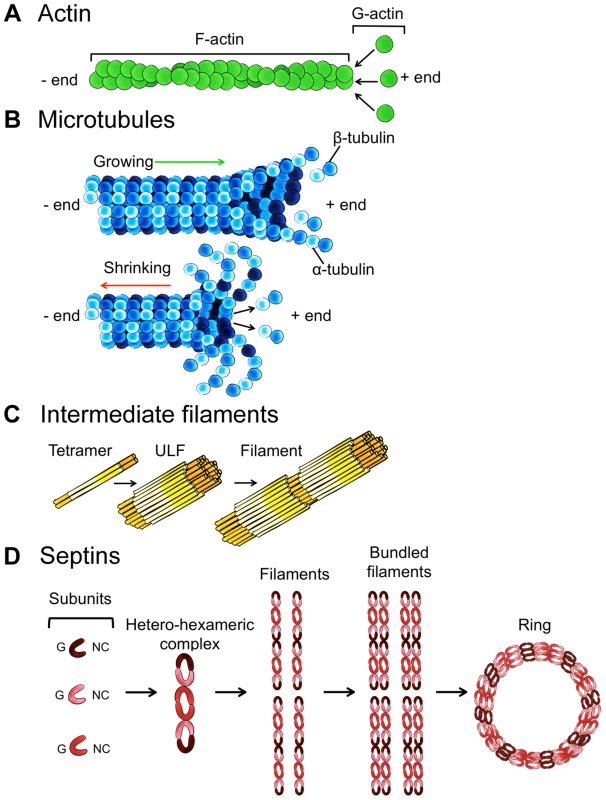 Schematic overview of the four cytoskeleton components.