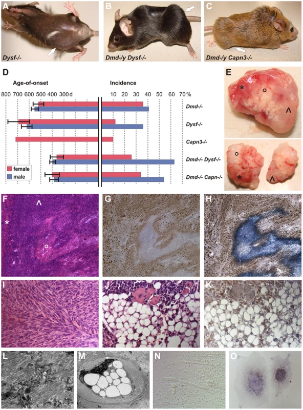 MD mice are prone to develop skeletal muscle-related malignant mixed mesenchymal tumors.