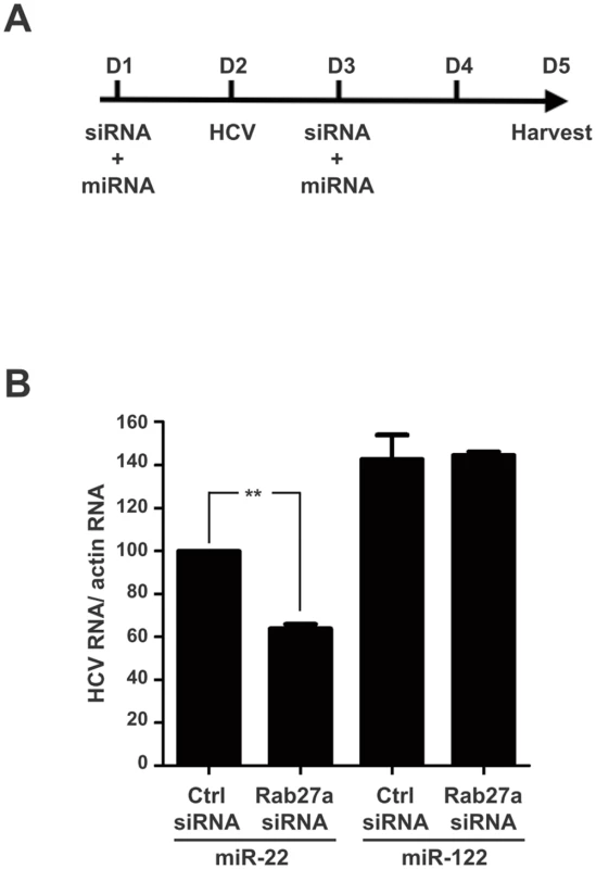 Rescue of HCV RNA in Rab27a-depleted cells by ectopic expression of miR-122.