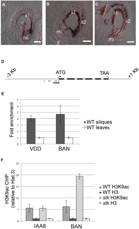 STK directly regulates <i>BAN</i> expression through the modification of chromatin state.