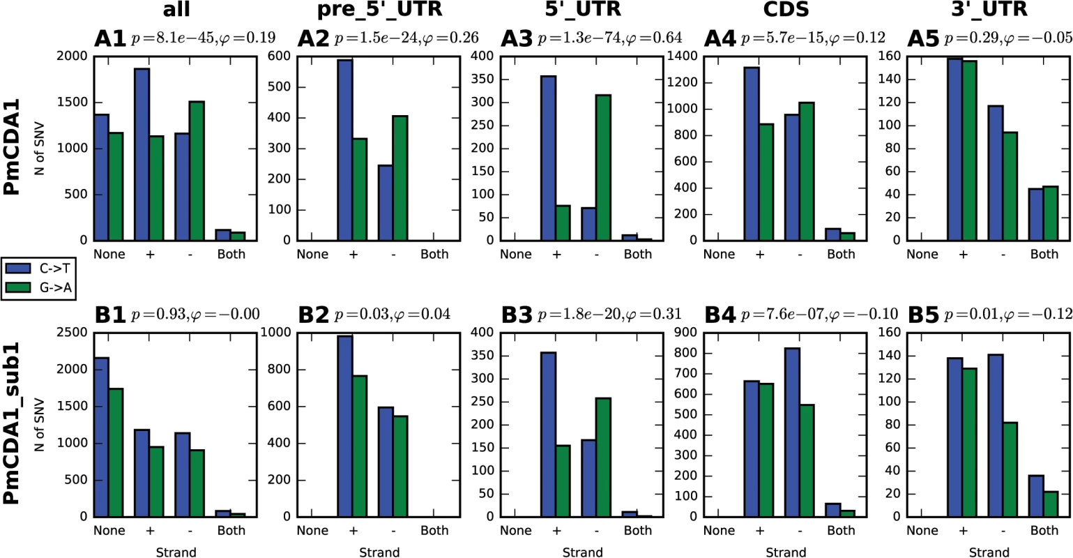 Analysis of strand-specificity of mutations reveals the predominant deamination of non-transcribed DNA strand and attenuation of this effect in strains defective in Sub1.