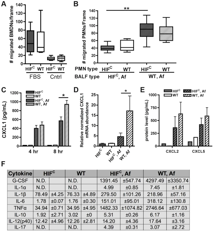 Decreased neutrophil levels in HIF<sup>C</sup> mice correlates to decreased production of CXCL1 and not migration defects.