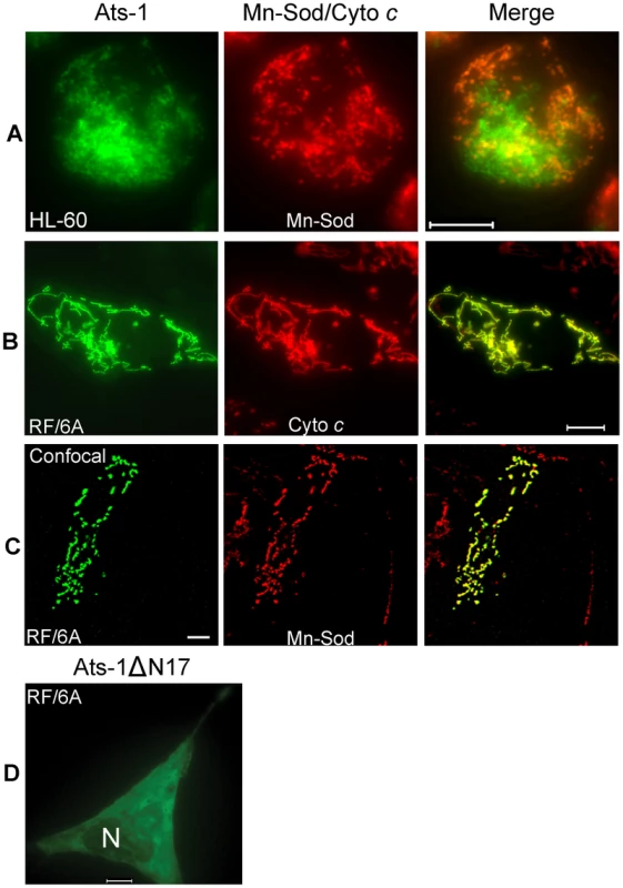 Mitochondrial targeting of Ats-1, and essential role of N-terminal sequence in targeting.
