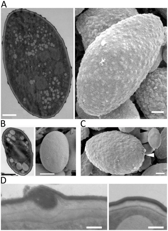 SEM and TEM images of large and small spores.