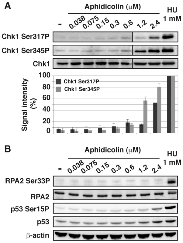 Moderate fork slowing does not trigger phosphorylation of ATR targets.