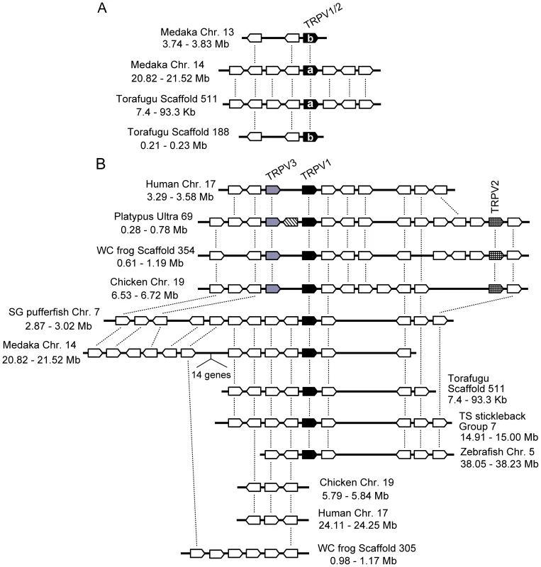 Conserved gene arrangements in the genomic regions encompassing vertebrate <i>TRPV1-TRPV3</i> genes.