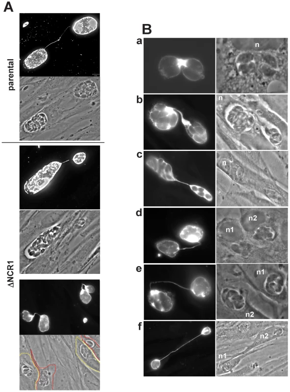 Detection of membranous connections between the PV of TgNCR1-deficient parasites in different cells.