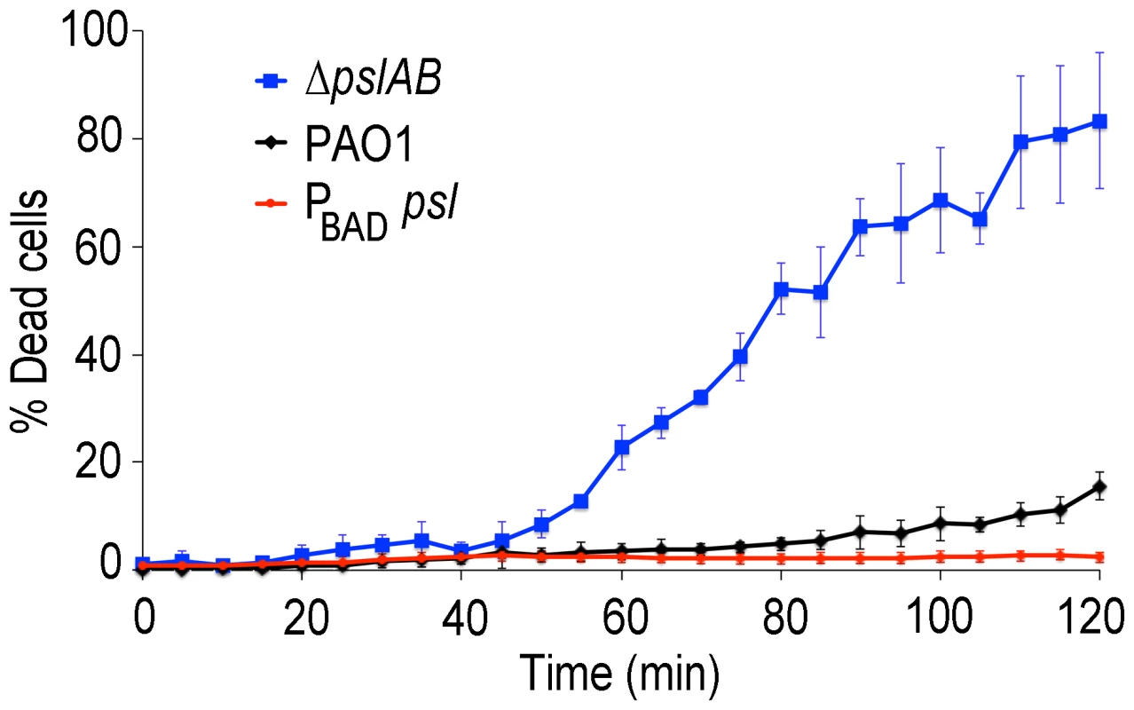 Psl contributes to colistin tolerance for biofilms grown under flow.