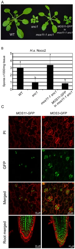 MOS11-GFP is localized to the nucleus.
