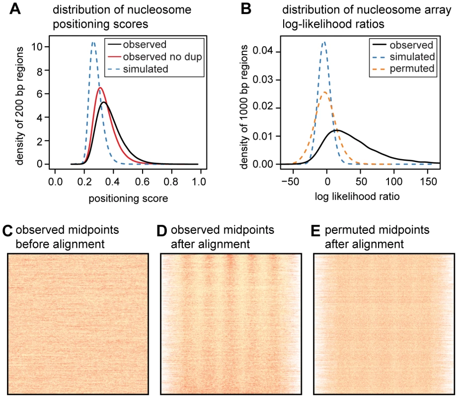 Quantifying translational nucleosome positioning in the human genome.