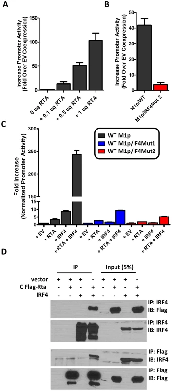 Efficient RTA transactivation of M1 promoter is dependent on a functional IRF4 binding site.