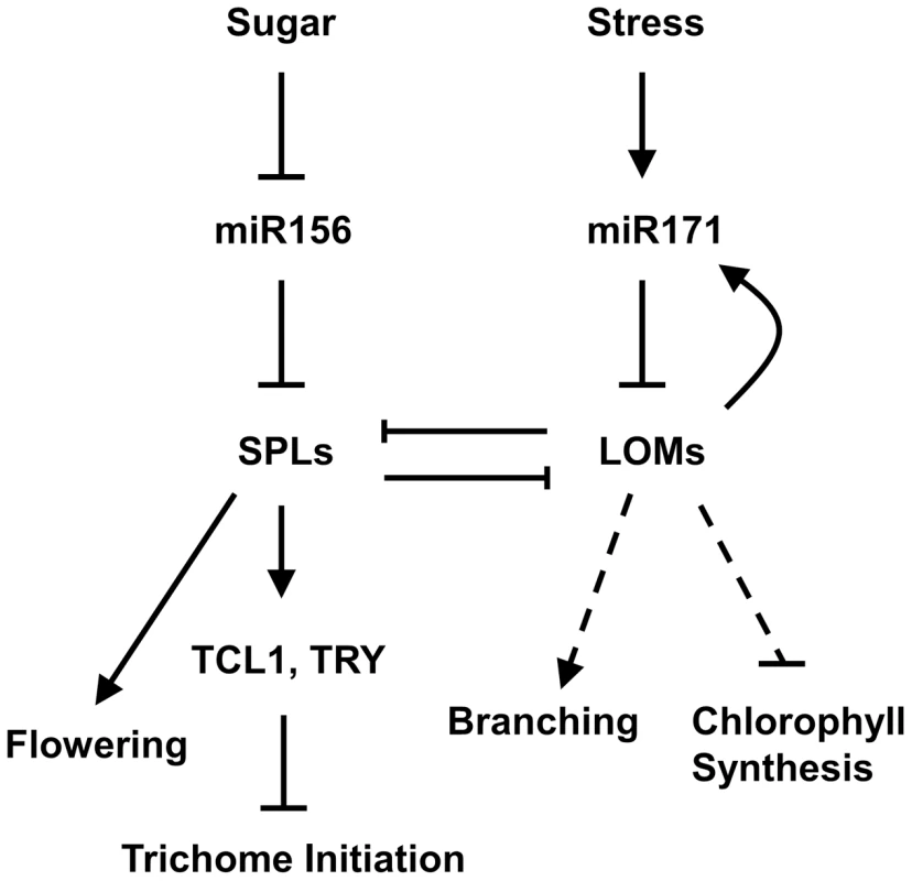 A model for miR171-LOM and miR156-SPL interaction in regulating trichome formation and other biological events.