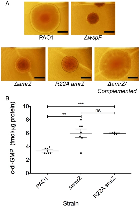 <i>amrZ</i> mutants show characteristics of Rugose Small Colony Variant Strains.