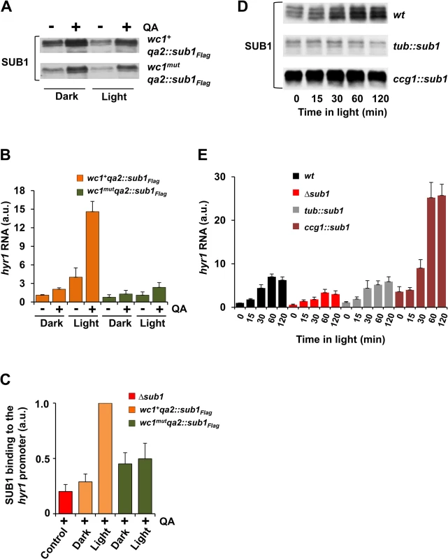 SUB1 requires light-activated WCC to induce <i>hyr1</i> gene expression.