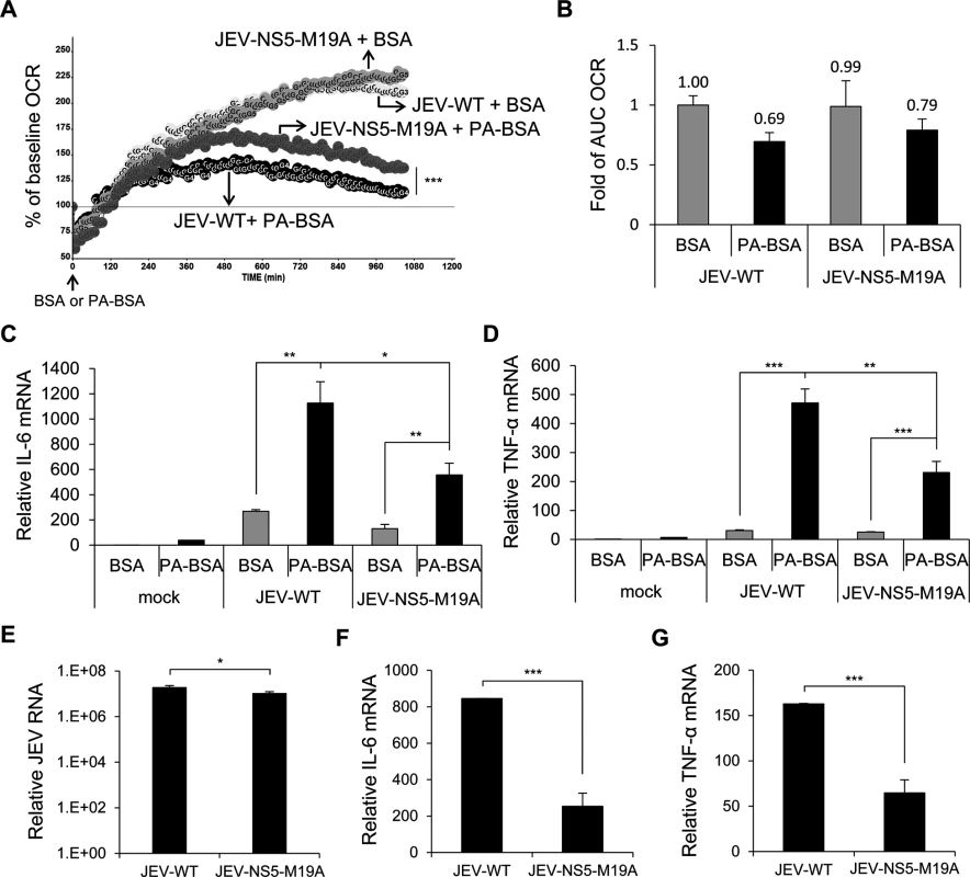 The recombinant JEV with NS5-M19A mutation is less able to block LCFA β-oxidation and induces less cytokine expression.