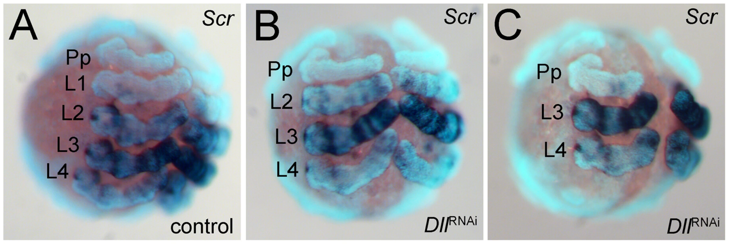 Expression of <i>Scr</i> in <i>At-Dll</i> RNAi embryos.